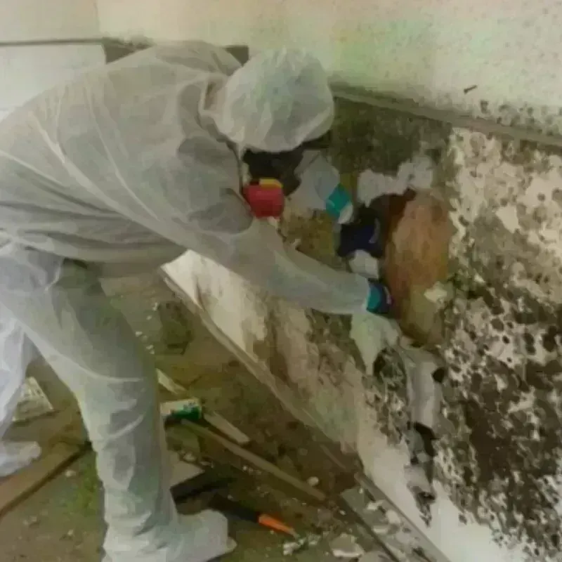 Mold Remediation and Removal in Millcreek, UT